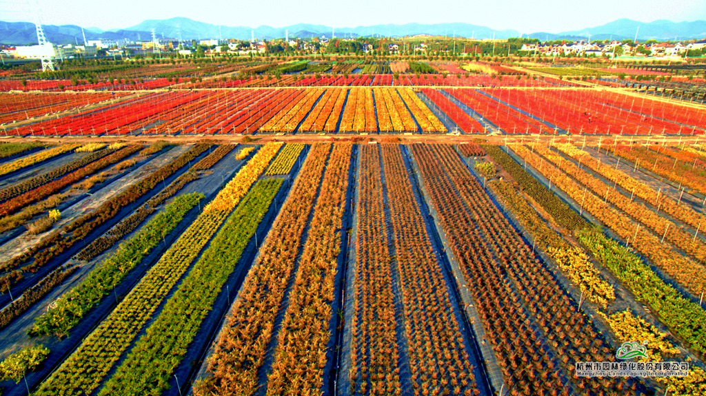 电竞比赛押注app