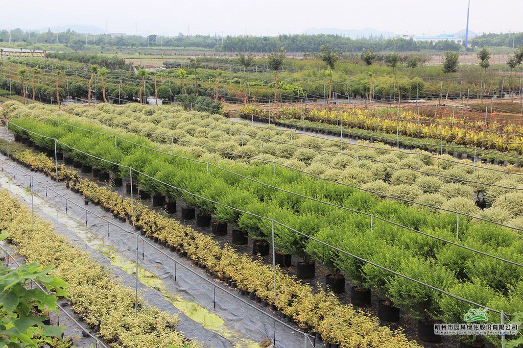 电竞比赛押注app