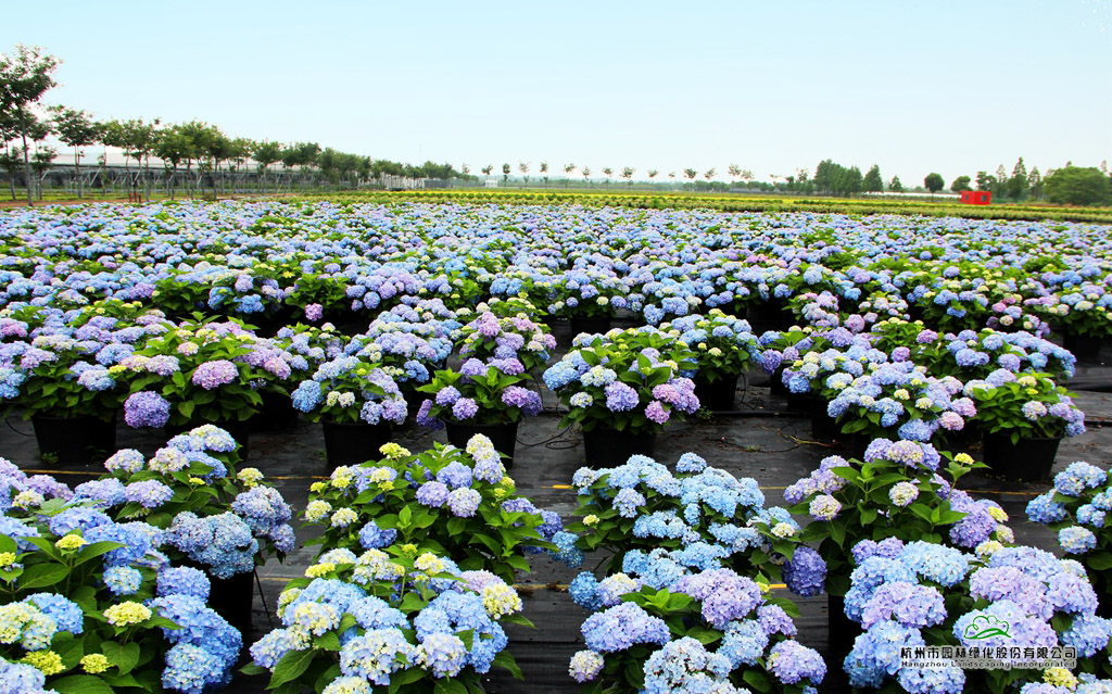 电竞比赛押注app