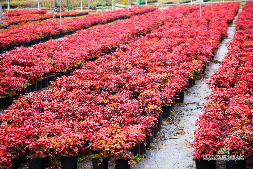 电竞比赛押注app