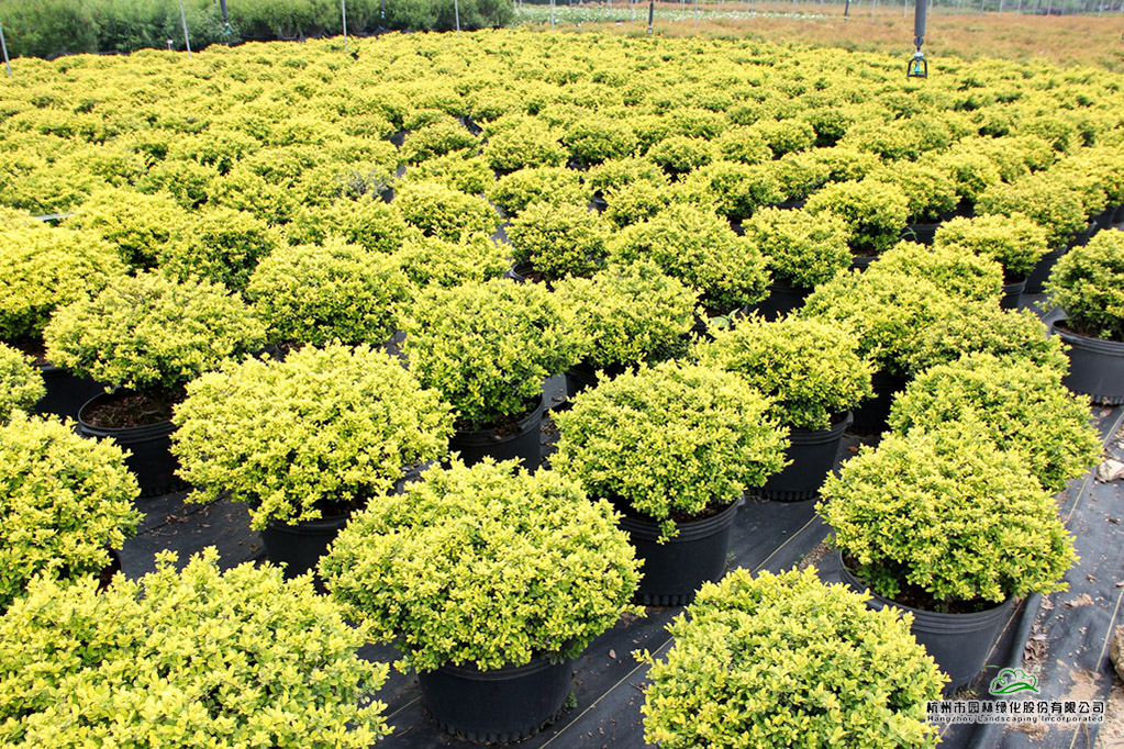 电竞比赛押注app