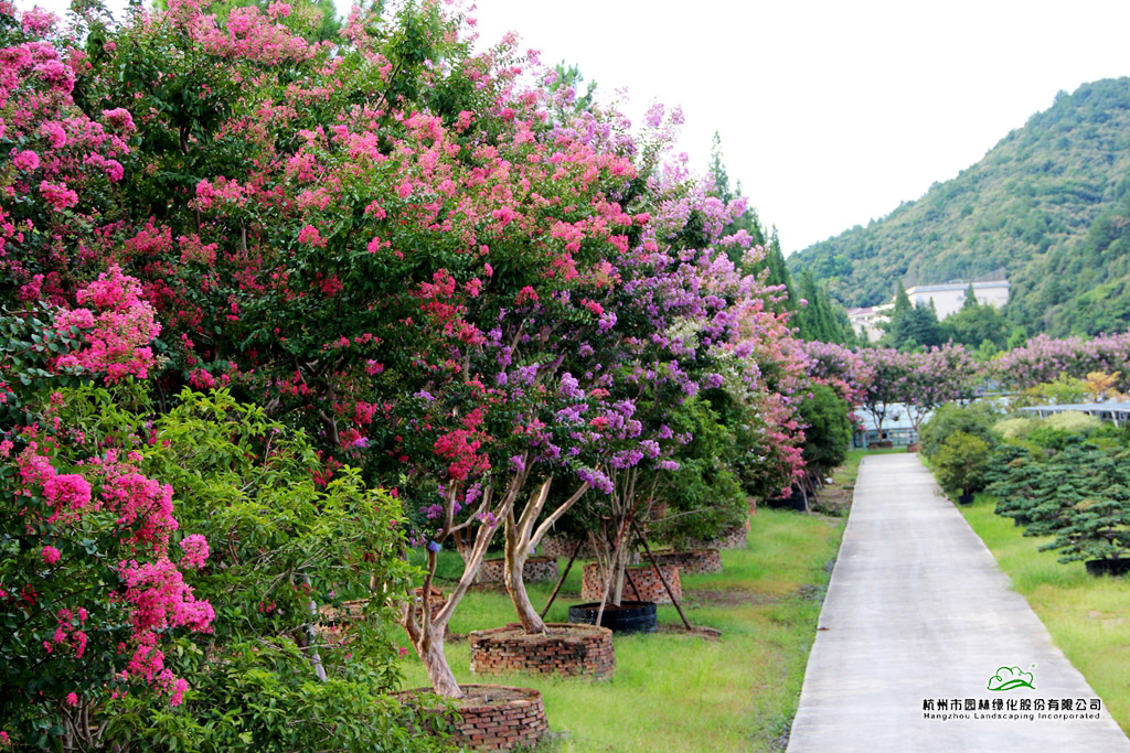 电竞比赛押注app