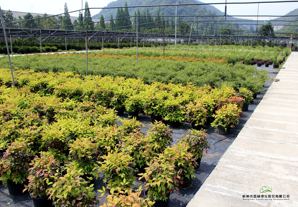 电竞比赛押注app