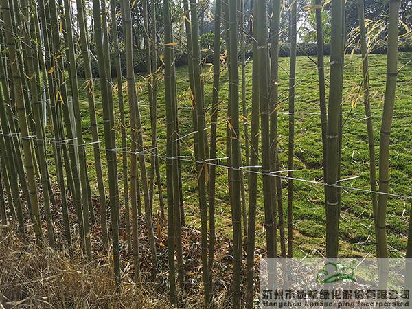 电竞比赛押注app