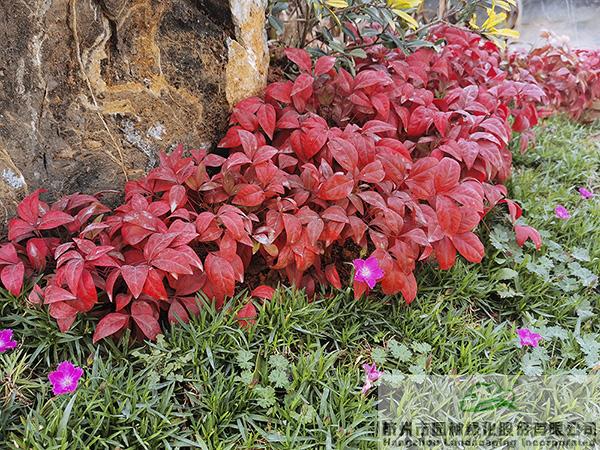 电竞比赛押注app