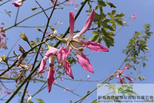 电竞比赛押注app