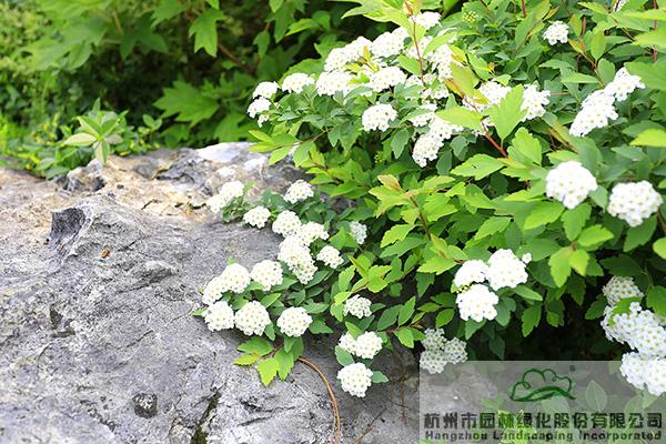 电竞比赛押注app