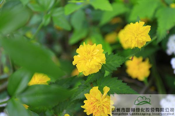 电竞比赛押注app