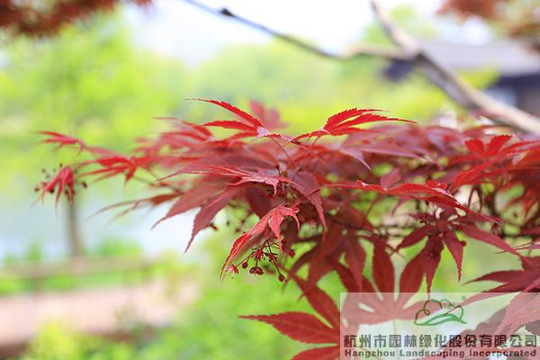 电竞比赛押注app