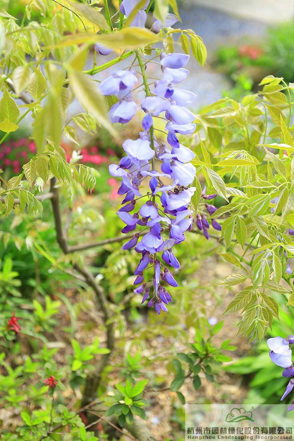 电竞比赛押注app