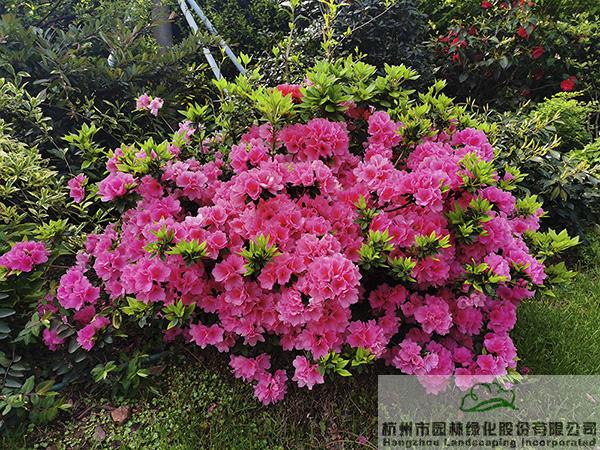 电竞比赛押注app