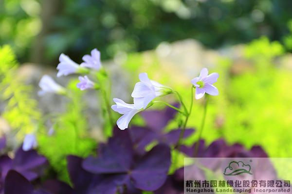 电竞比赛押注app