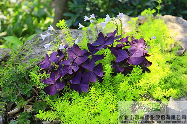 电竞比赛押注app