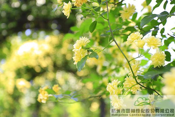 电竞比赛押注app