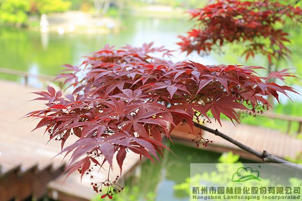 电竞比赛押注app