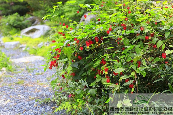 电竞比赛押注app