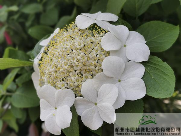 电竞比赛押注app