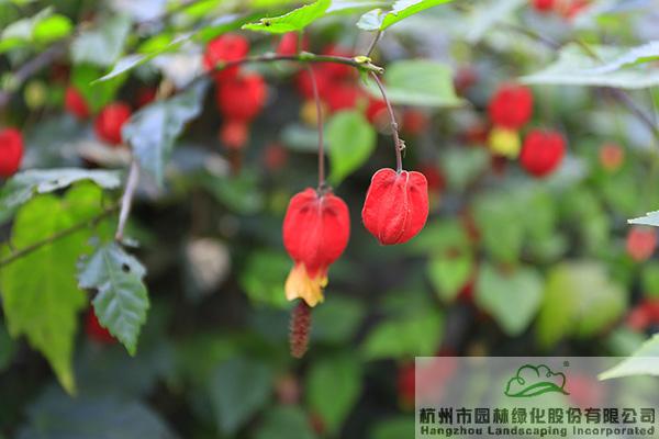 电竞比赛押注app