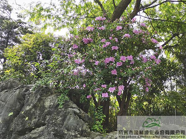 电竞比赛押注app