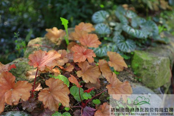 电竞比赛押注app