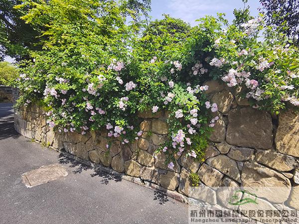 电竞比赛押注app