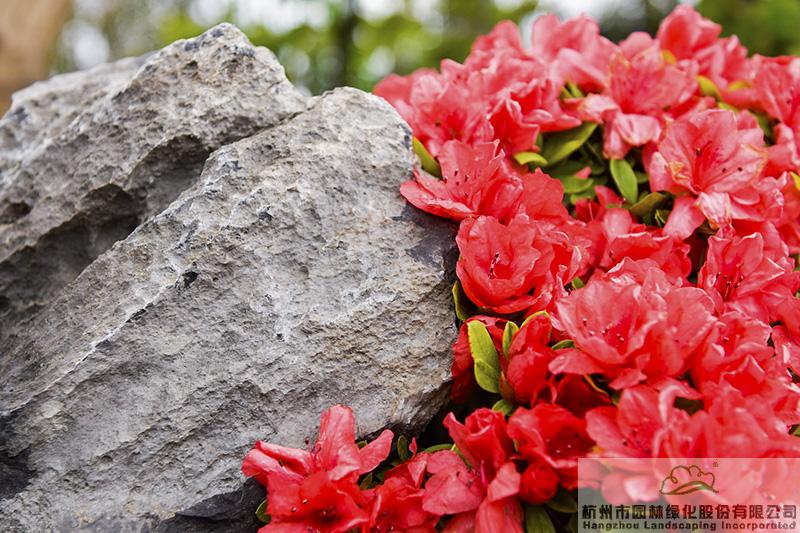 电竞比赛押注app