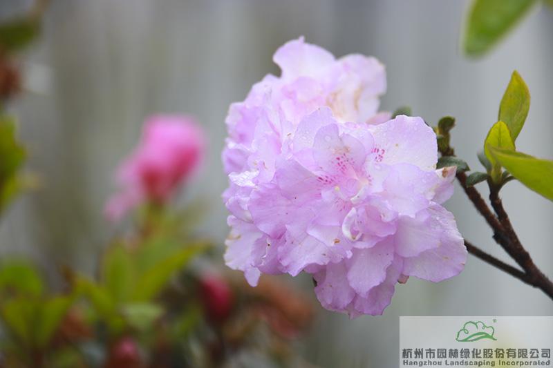 电竞比赛押注app