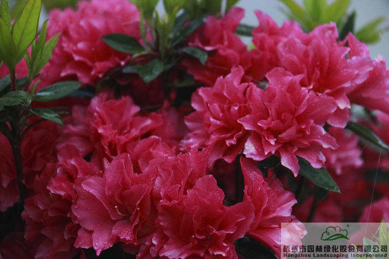 电竞比赛押注app