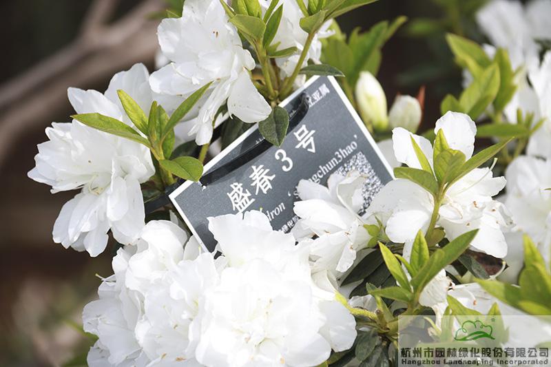 电竞比赛押注app