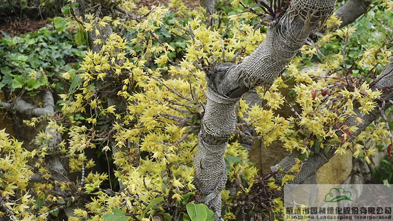 电竞比赛押注app