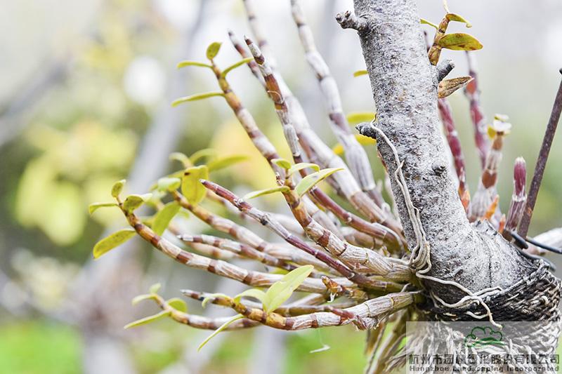 电竞比赛押注app