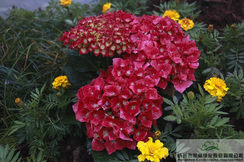 电竞比赛押注app