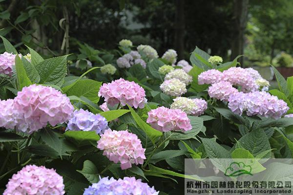 电竞比赛押注app