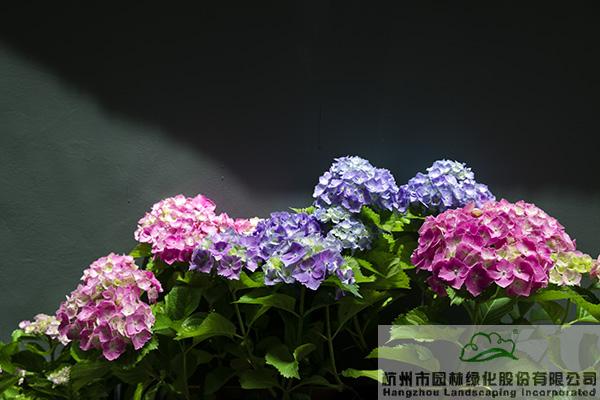 电竞比赛押注app