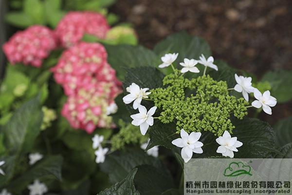 电竞比赛押注app