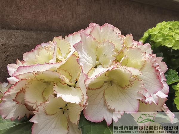 电竞比赛押注app