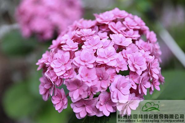 电竞比赛押注app