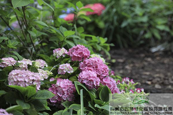 电竞比赛押注app