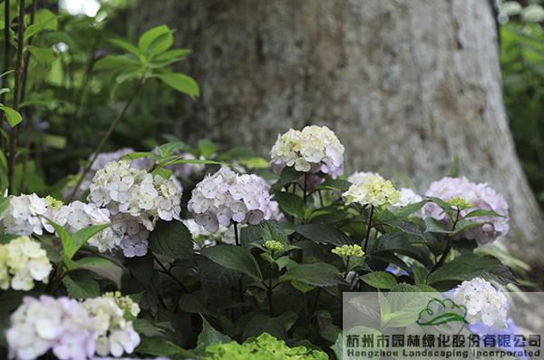 电竞比赛押注app