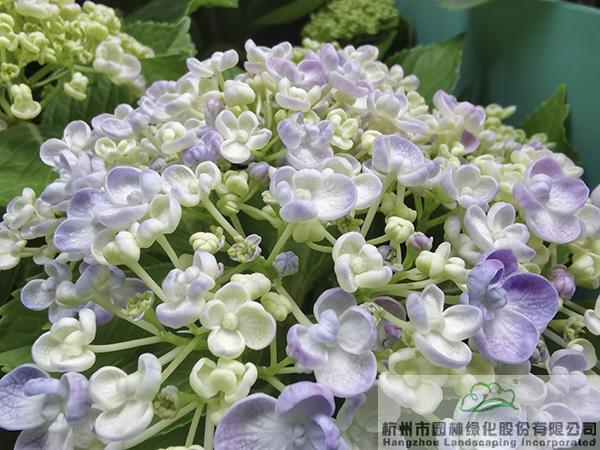 电竞比赛押注app