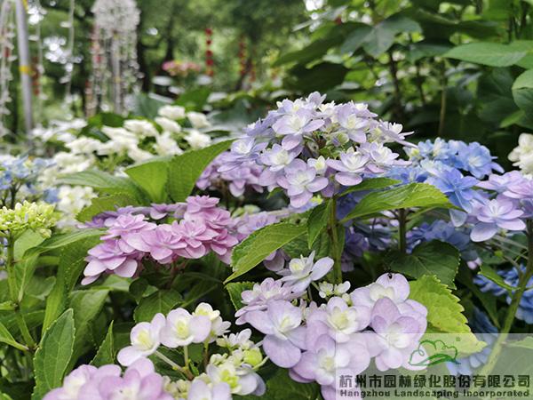 电竞比赛押注app