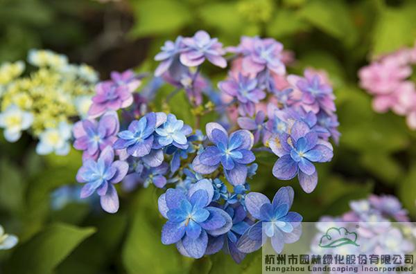 电竞比赛押注app