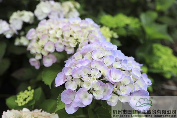 电竞比赛押注app