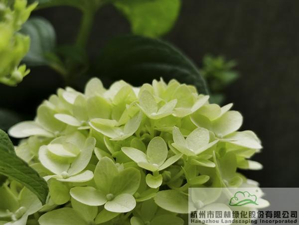 电竞比赛押注app