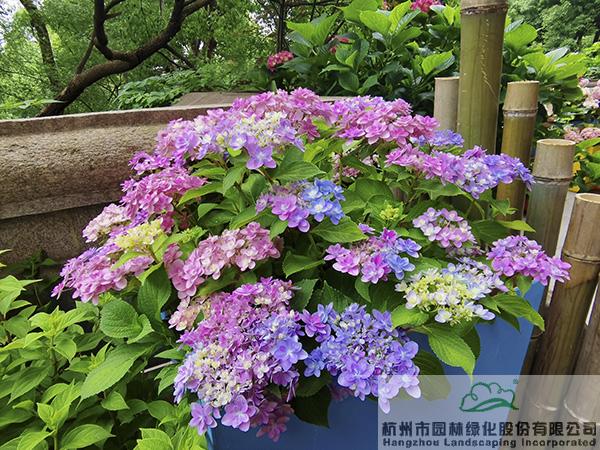 电竞比赛押注app