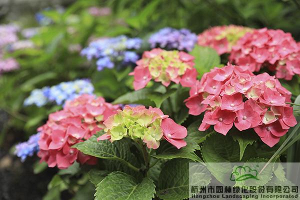 电竞比赛押注app