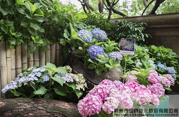 电竞比赛押注app