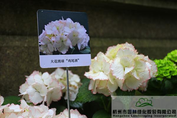 电竞比赛押注app