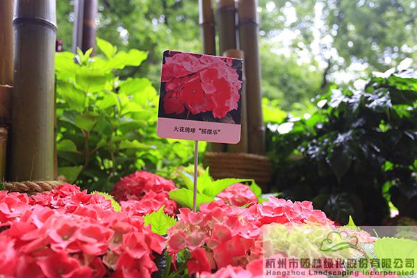 电竞比赛押注app