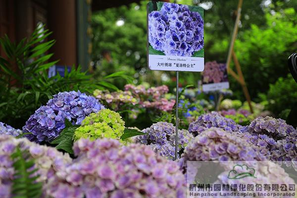 电竞比赛押注app